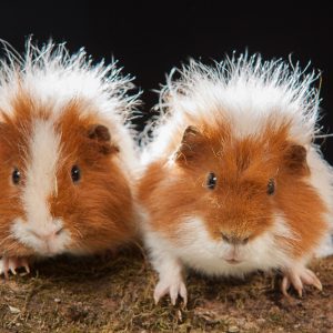 Portraitfotografie | tierische Freunde